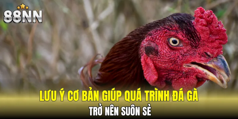 Đá Gà Thomo, Đấu Trường Thắng Lớn, Bắt Trọn Vận May 7 Bí kíp chiến thắng mọi trận đá gà đòn tại 88NN