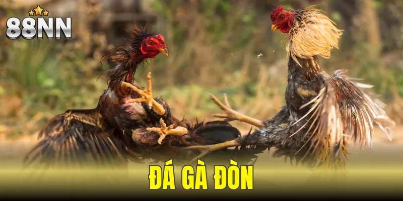 Đá Gà Đòn - Hình Thức Đà Gà Độc Đáo Theo Thời Gian 2 đá gà đòn