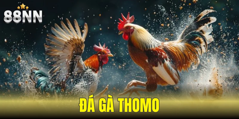 Đá Gà Thomo, Đấu Trường Thắng Lớn, Bắt Trọn Vận May 1 đá gà Thomo