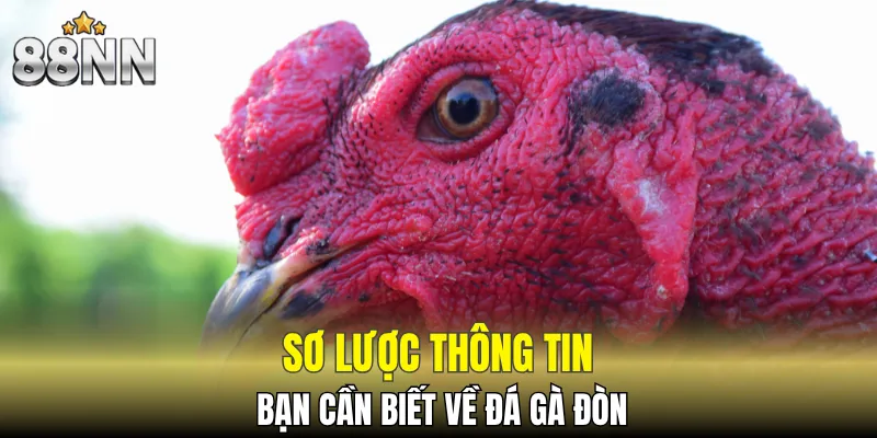 Đá Gà Thomo, Đấu Trường Thắng Lớn, Bắt Trọn Vận May 5 Giới thiệu thông tin chuẩn về đá gà đòn
