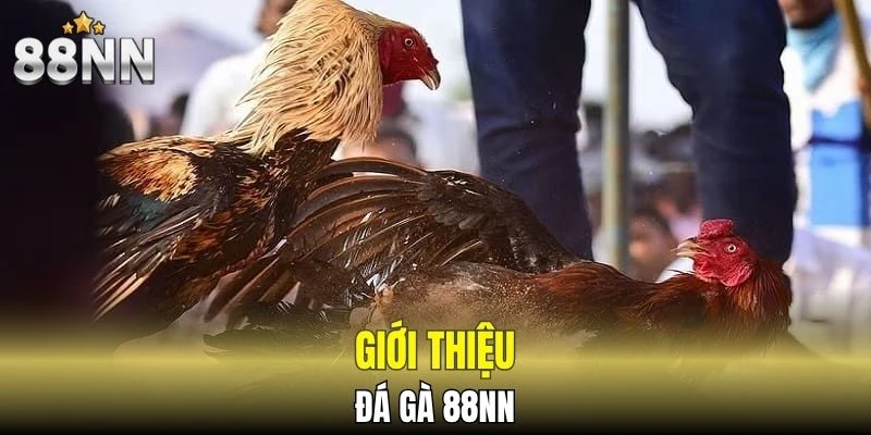 Giới thiệu về đá gà 88NN