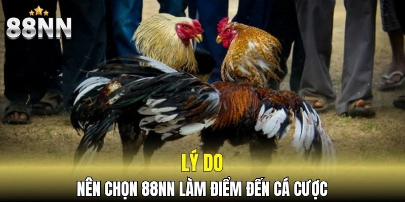 Lý do nên chọn nhà cái làm điểm đến cá cược đá gà