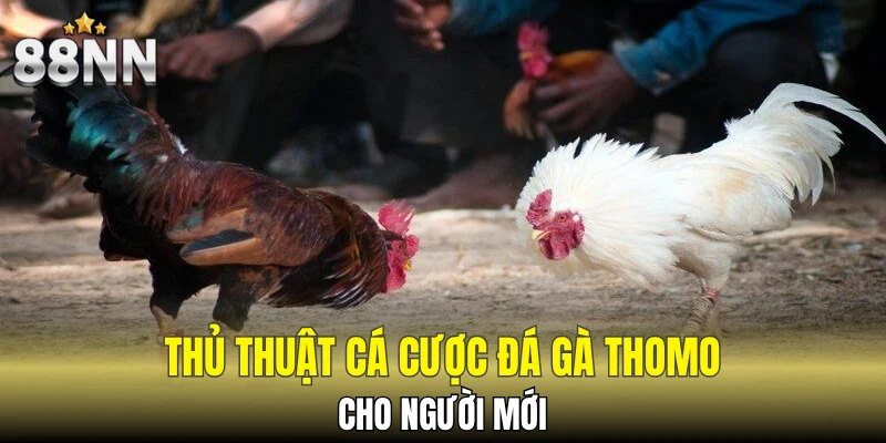 Đá Gà Đòn - Hình Thức Đà Gà Độc Đáo Theo Thời Gian 7 Thủ thuật cá cược đá gà Thomo cho người mới