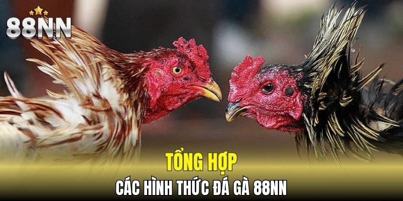 Tổng hợp các hình thức đá gà 88NN được người chơi yêu thích